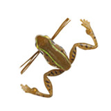 leurre-grenouille-harima-namagaeru-3cm-2.jpg